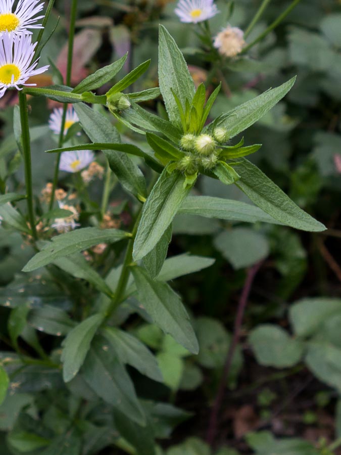 Dubbio su Erigeron annuus